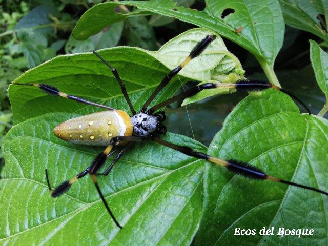 Trichonephila clavipes