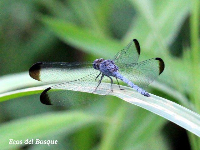 Uracis imbuta, macho