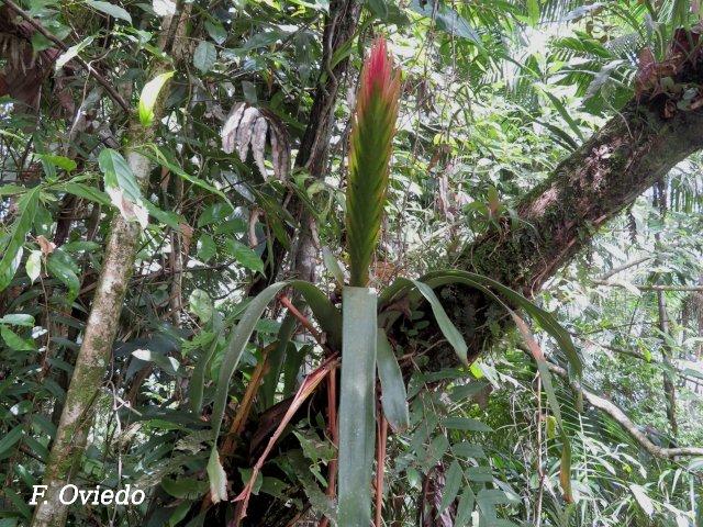 Vriesea monstrum