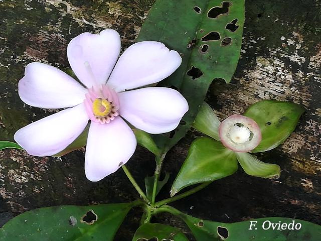 Blakea litoralis