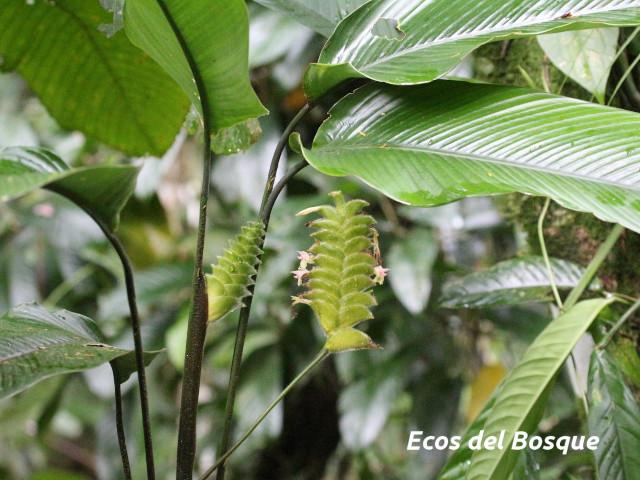 Calathea lasiostachya
