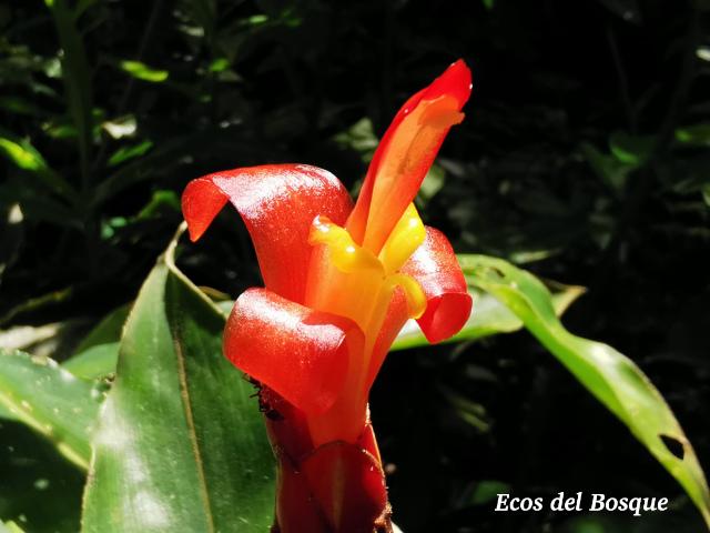 Costus pulverulentus (Caña agria)