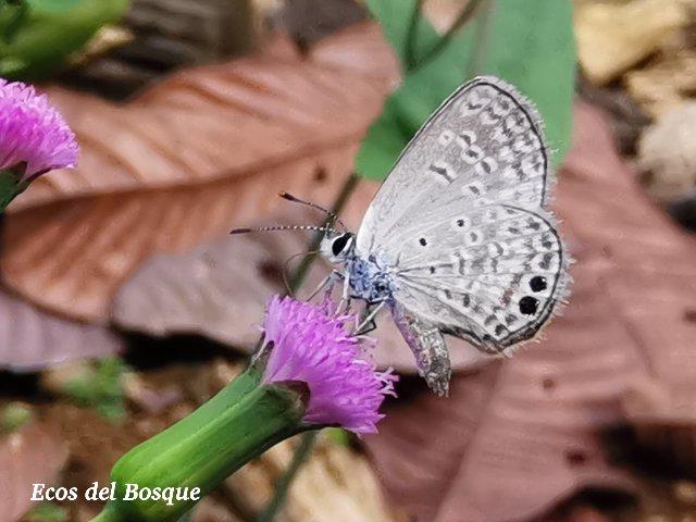 Hemiargus ceraunus astenidas