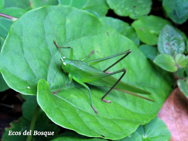 Neoconocephalus triops, hembra