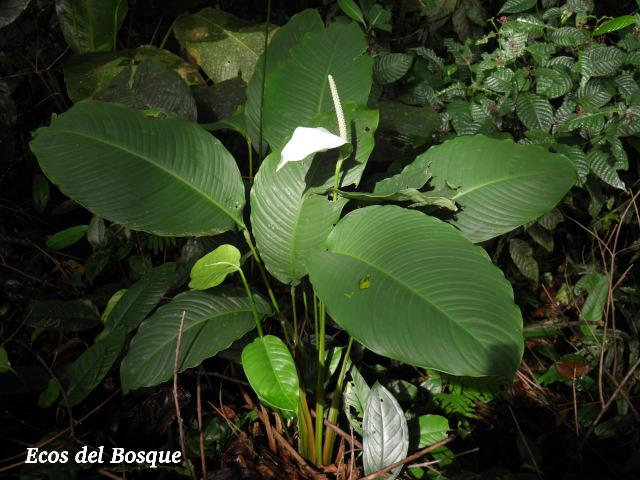 Spathiphyllum fulvovirens
