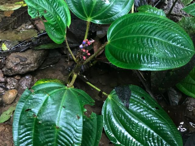 Tococa platyphylla