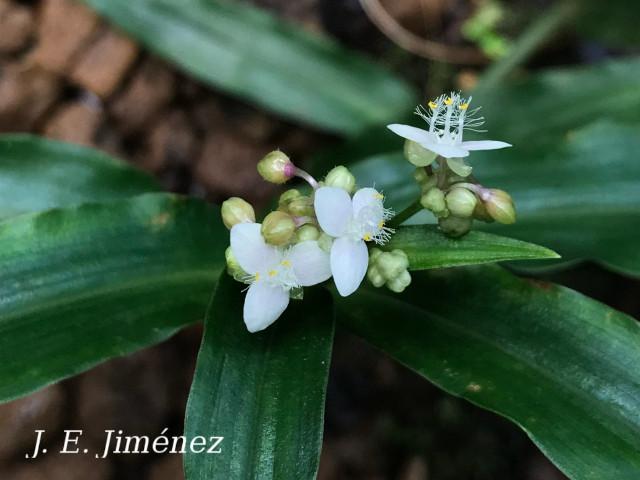 Tripogandra serrulata