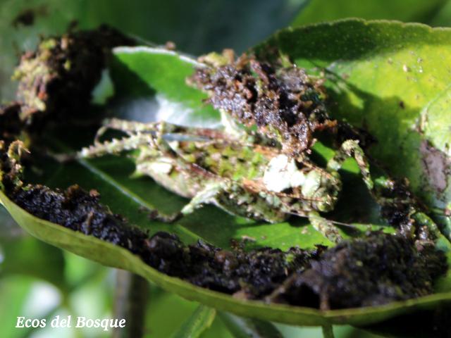 Clepsydronotus deciduus