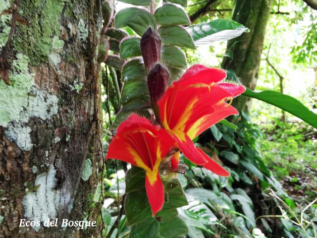 Columnea microphylla