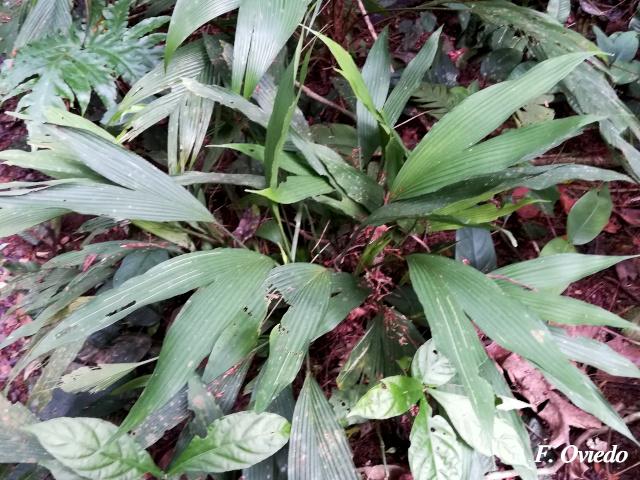 Dicranopygium wedelii