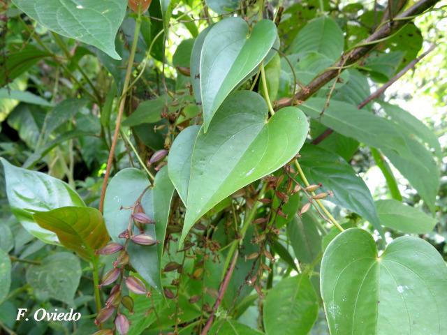 Dioscorea racemosa