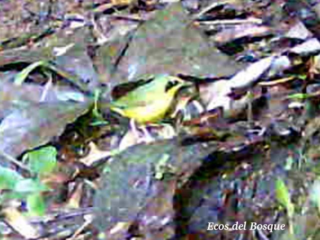 Geotlypis formosa