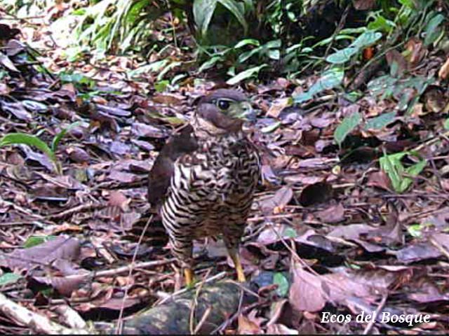 Micrastur semitorquatus