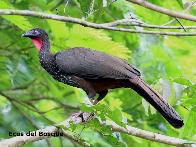 Penelope purpurascens