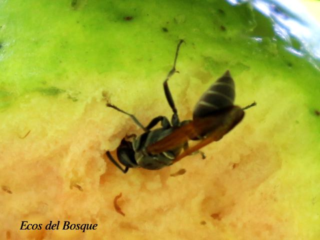Polistes pacificus