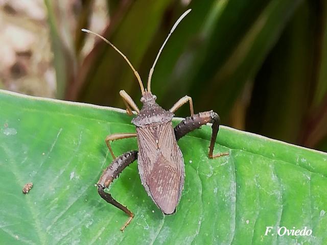 Acanthocephala femorata
