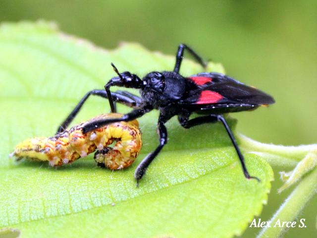 Apiomerus hirtipes (Chinche asesina)