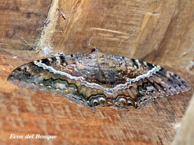 Ascalapha odorata