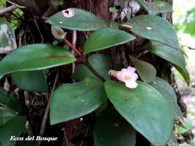 Codonanthe crassifolia