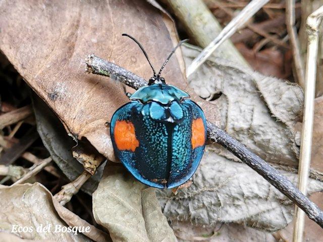 Discomorpha distincta 