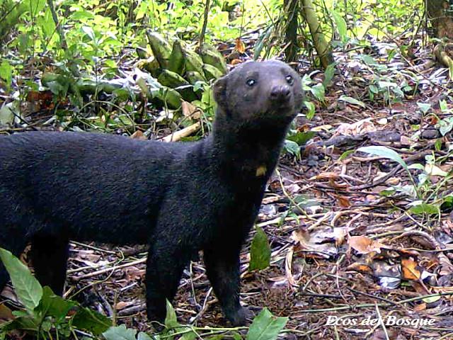 Eira barbara (Tolomuco)