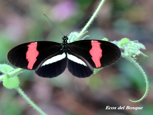 Heliconius melpomene rosina