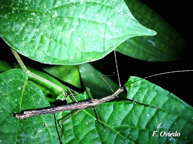 Metriophasma iphicles