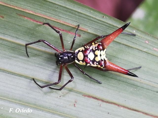 Micrathena sexspinosa (Araña flecha de seis puntas)