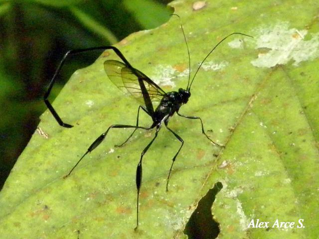 Pelecinus polyturator