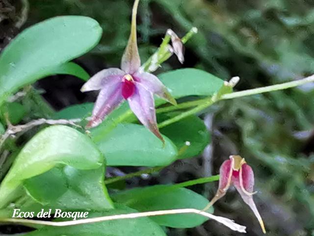 Platystele oxyglossa