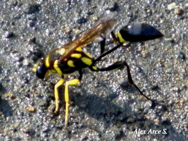 Avispa de Barro de Cintura de Hilo