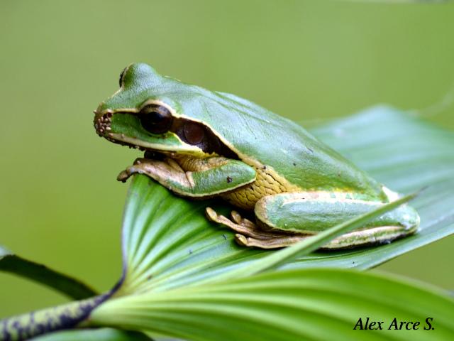 Smilisca phaeota (Rana arborícola enmascarada)