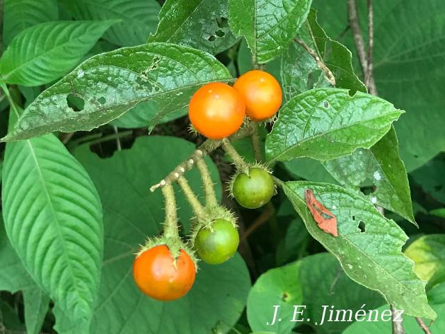 Solanum aturense