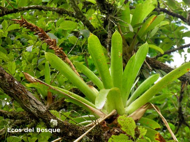 Werauhia gladioliflora