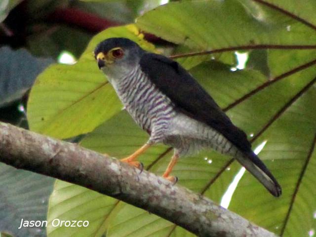 Accipiter superciliosus (Gavilán enano)