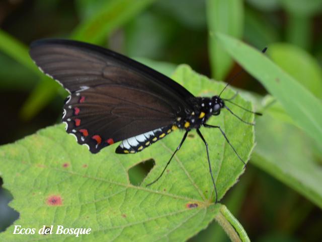  Craso cola de golondrina