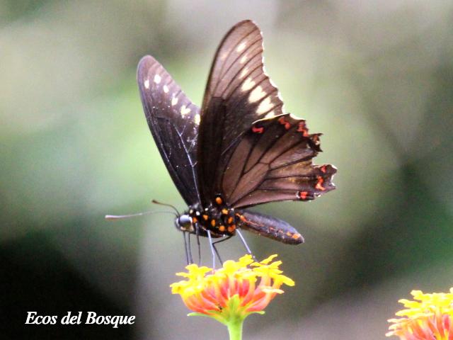 Battus polydamas (Cola de golondrina de borde dorado)