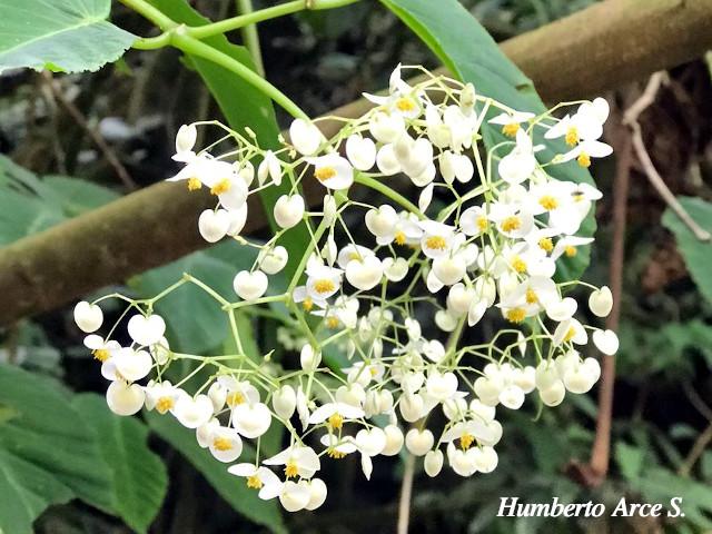 Begonia convallariodora