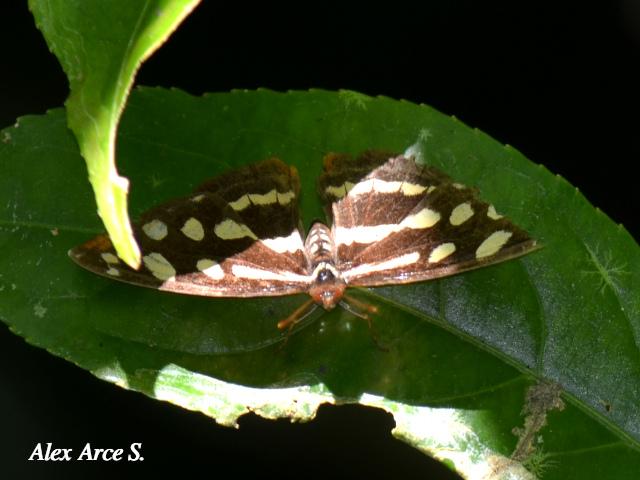 Catonephele mexicana (Puntas de fuego mexicana)