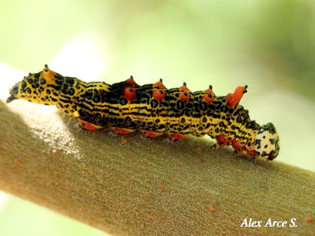 Dicentria violacens (Larva)