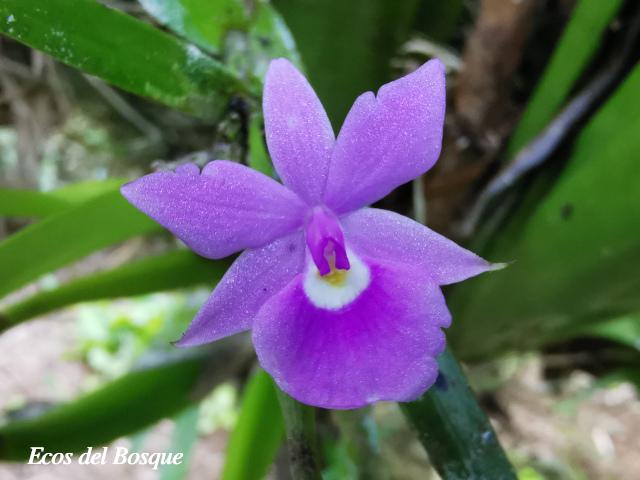 Dimerandra emarginata