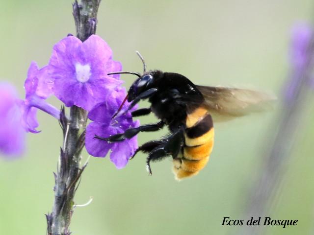 Abeja anillo negro de orquídea
