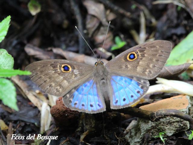 Eurybia lycisca (Euribia alas azules)