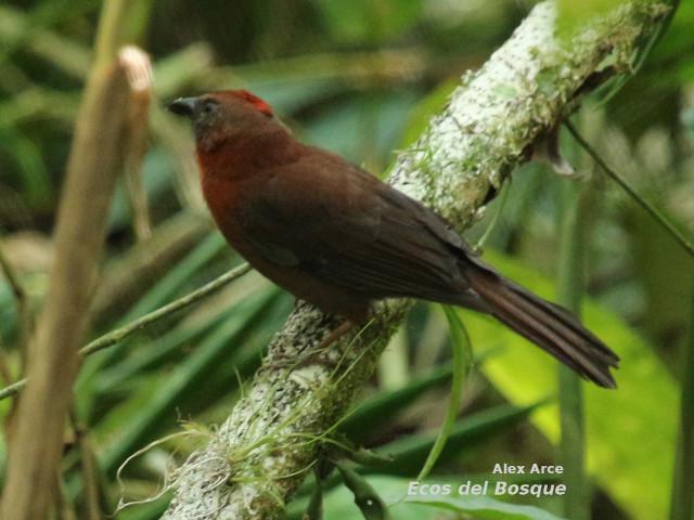 Habia fuscicauda (Tangara hormiguera gorgirroja)