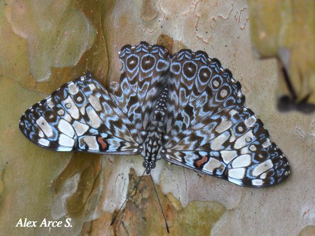 Hamadryas feronia farinulenta