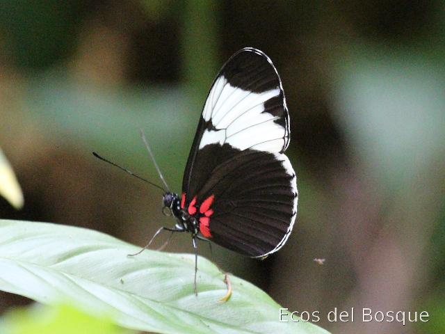 Heliconius sapho leuce