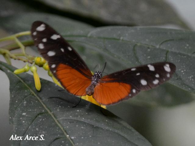 Hyposcada virginiana evanides