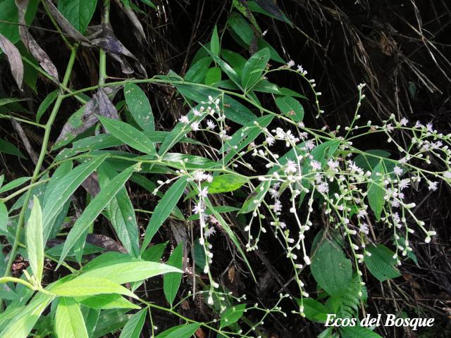 Lepidaploa canescens