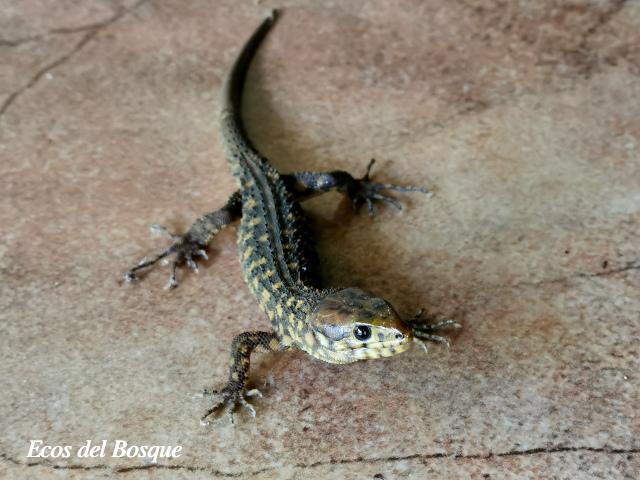Lepidophyma flavimaculatum (Lagartija nocturna amarillopunteada)