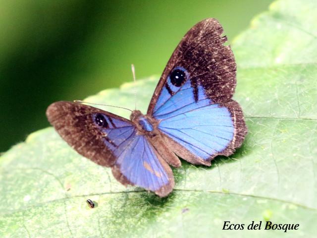 Mesosemia asa asa (Marca de metal ojos azul profundo)